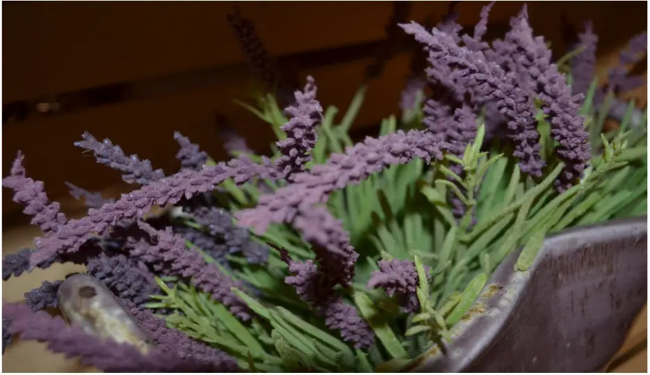 Relaxing lavender aromatherapy and massage treatments